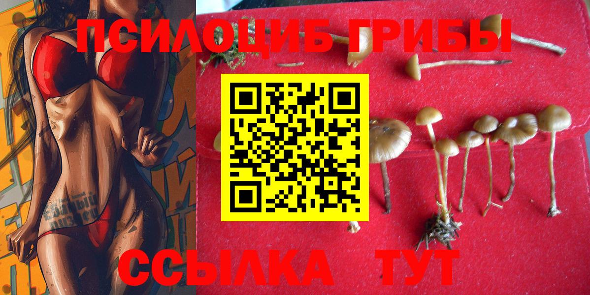 Псилоцибиновые грибы Psilocybine cubensis Советск