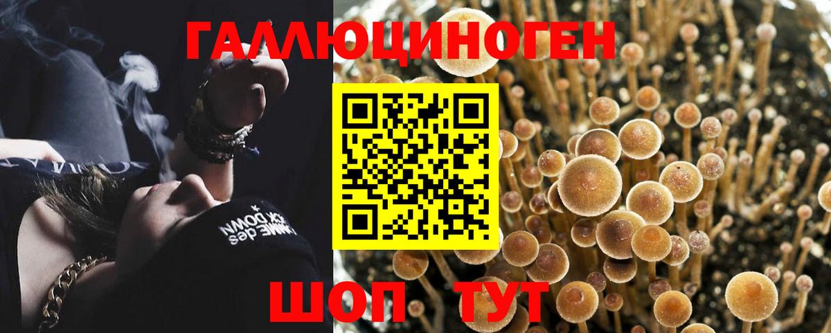 Советск  Псилоцибиновые грибы MAGIC MUSHROOMS  Вход с VPN 
